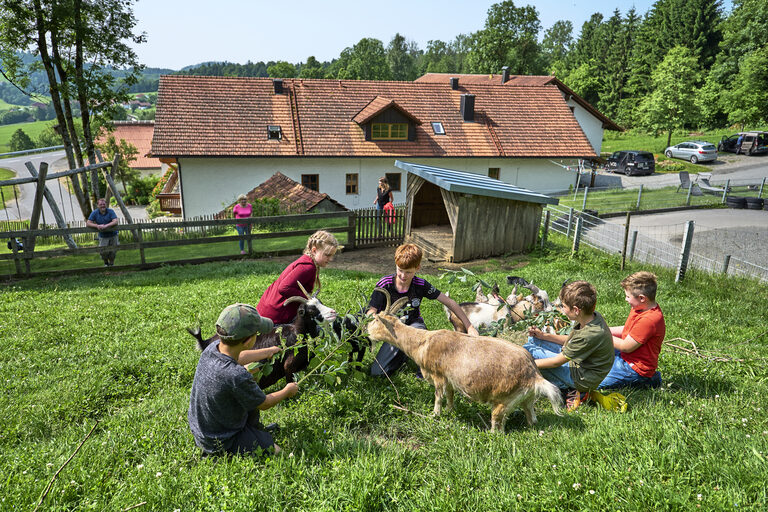 Kinder spielen mit einer Ziege auf der Weide.
